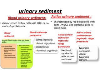urinary sediment
Bland urinary sediment:
• characterized by few cells with little or no
casts +/- proteinuria.
Active urinary sediment :
• characterized by red blood cells with
casts , WBCs and epithelial cells +/-
proteinuria
Bland sediment+
proteinuria
Bland
sediment
Nephrotic
syndrome
with active
sediment
Nephritic
syndrome
Acute
Nephritis
RPGN
Active urinary
sediment+
Nephrotic
range
proteinuria
Active urinary
sediment+non-
Nephrotic range
proteinuria
 