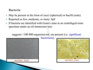  May be present in the form of cocci (spherical) or bacilli (rods).
 Reported as few, moderate, or many /hpf
 If bacteria are identified with Gram's stain in an centrifuged urine
specimen under an oil-immersion lens
suggests >100 000 organisms/mL are present (i.e. significant
bacteriuria).
 