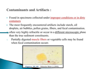  Found in specimens collected under improper conditions or in dirty
containers
 The most frequently encountered artifacts include starch, oil
droplets, air bubbles, pollen grains, fibers, and fecal contamination.
 often very highly refractile or occur in a different microscopic plane
than the true sediment constituents.
1. Partially digested muscle fibers or vegetable cells may be found
when fecal contamination occurs
 