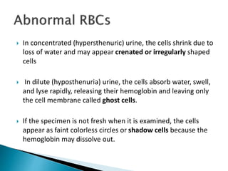  In concentrated (hypersthenuric) urine, the cells shrink due to
loss of water and may appear crenated or irregularly shaped
cells
 In dilute (hyposthenuria) urine, the cells absorb water, swell,
and lyse rapidly, releasing their hemoglobin and leaving only
the cell membrane called ghost cells.
 If the specimen is not fresh when it is examined, the cells
appear as faint colorless circles or shadow cells because the
hemoglobin may dissolve out.
 