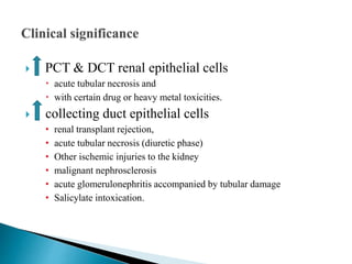  PCT & DCT renal epithelial cells
 acute tubular necrosis and
 with certain drug or heavy metal toxicities.
 collecting duct epithelial cells
• renal transplant rejection,
• acute tubular necrosis (diuretic phase)
• Other ischemic injuries to the kidney
• malignant nephrosclerosis
• acute glomerulonephritis accompanied by tubular damage
• Salicylate intoxication.
 