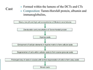  Formed within the lumens of the DCTs and CTs
 Composition: Tamm-Horsfall protein, albumin and
immunoglobulins,
 