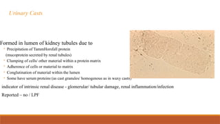 Urinary Casts
Formed in lumen of kidney tubules due to
◦ Precipitation of TammHorsfall protein
(mucoprotein secreted by renal tubules)
◦ Clumping of cells/ other material within a protein matrix
◦ Adherence of cells or material to matrix
◦ Conglutination of material within the lumen
◦ Some have serum proteins (as cast granules/ homogenous as in waxy casts)
indicator of intrinsic renal disease - glomerular/ tubular damage, renal inflammation/infection
Reported – no / LPF
 