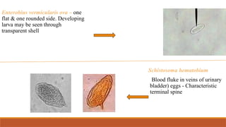 Enterobius vermicularis ova – one
flat & one rounded side. Developing
larva may be seen through
transparent shell
Schistosoma hematobium
(Blood fluke in veins of urinary
bladder) eggs - Characteristic
terminal spine
 