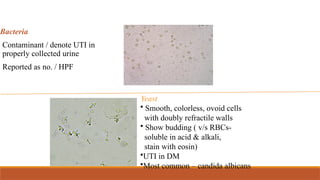 Bacteria
Contaminant / denote UTI in
properly collected urine
Reported as no. / HPF
Yeast
• Smooth, colorless, ovoid cells
with doubly refractile walls
• Show budding ( v/s RBCs-
soluble in acid & alkali,
stain with eosin)
•UTI in DM
•Most common – candida albicans
 