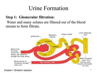 Urine formation-1.ppt it contain details description of urine formation ...