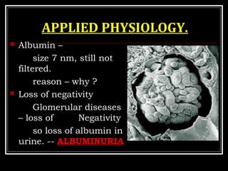 APPLIED PHYSIOLOGY.
 Albumin –
size 7 nm, still not
filtered.
reason – why ?
 Loss of negativity
Glomerular diseases
– loss of Negativity
so loss of albumin in
urine. -- ALBUMINURIA
 