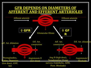 GFR DEPENDS ON DIAMETERS OF
AFFERENT AND EFFERENT ARTERIOLES
GFR GF
R
Glomerulus
Afferent arteriole Efferent arteriole
Glomerular filtrate
Aff. Art. dilatation
Eff. Art. dilatationEff. Art.
constriction
Aff. Art.
constriction
Prostaglandins,
Kinins, Dopamine
(low dose), ANP,
NO
Angiotensin II
(low dose)
Angiotensin II
blockade
Ang II (high dose),
Noradrenaline (Symp
nerves), Endothelin, ADH,
Prost. Blockade)
 