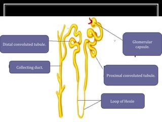 IDENTIFY THE PARTS
11
Proximal convoluted tubule.
Loop of Henle
Distal convoluted tubule.
Collecting duct.
Glomerular
capsule.
 