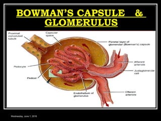 BOWMAN’S CAPSULE &
GLOMERULUS
Wednesday, June 1, 2016
 