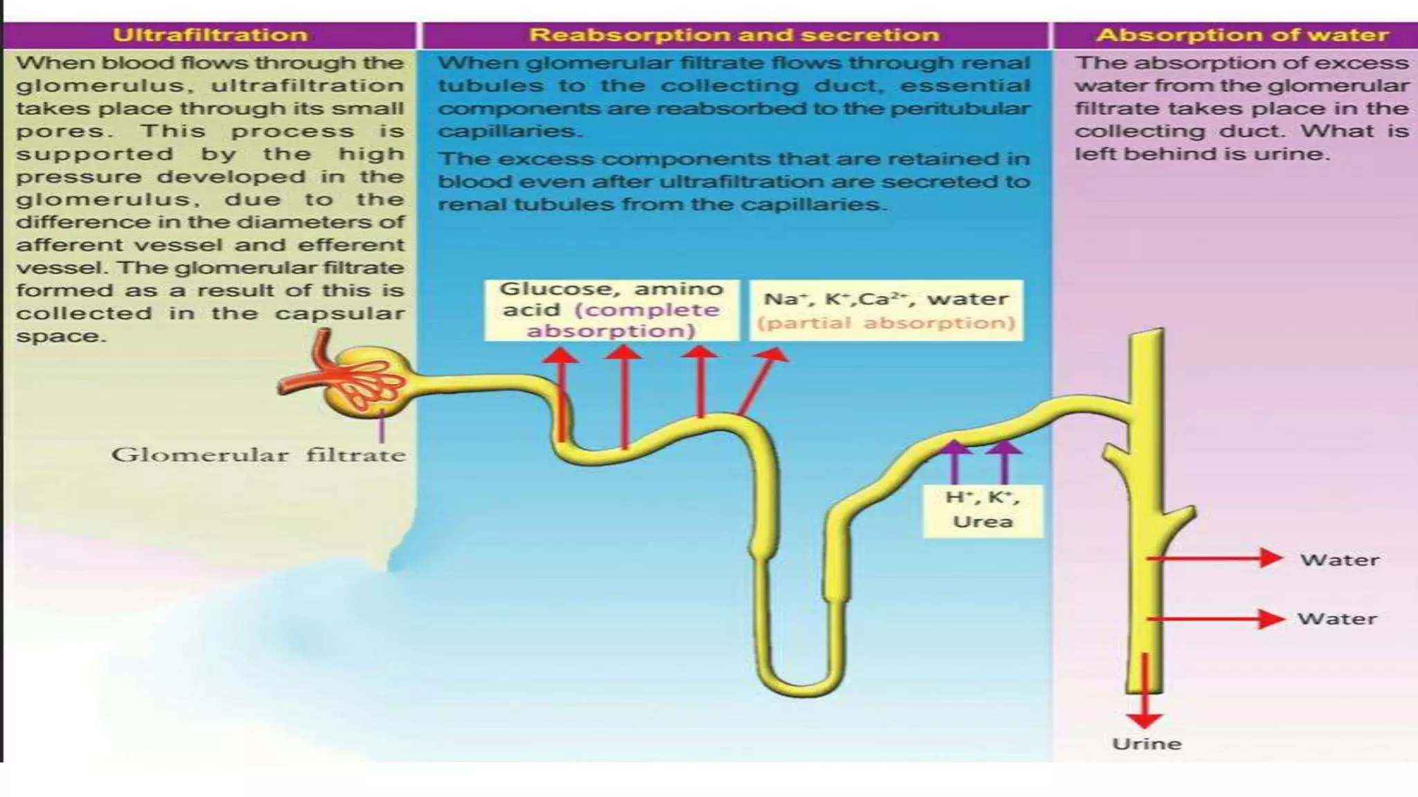 Urine Formation PPTX