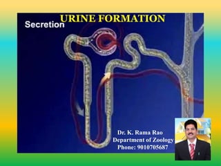 URINE FORMATION
Dr. K. Rama Rao
Department of Zoology
Phone: 9010705687
 