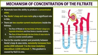 ➢ Mammals have the ability to produce a concentrated
urine.
➢ The Henle's loop and vasa recta play a significant role
in this.
➢ There are two counter current mechanisms inside the
kidneys.
I. The flow of filtrate in the two limbs of Henle's loop is in
opposite directions and thus forms a counter current.
II. The flow of blood through the two limbs of vasa recta is
also in a counter current pattern
➢ Due to the counter current and proximity between
Henle’s loop & vasa recta, osmolarity increases from
cortex (300 mOsmolL-1) to the inner medullary
interstitium (1200 mOsmolL-1). This gradient is
caused by NaCl & urea.
 