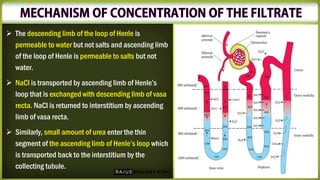 ➢ The descending limb of the loop of Henle is
permeable to water but not salts and ascending limb
of the loop of Henle is permeable to salts but not
water.
➢ NaCl is transported by ascending limb of Henle’s
loop that is exchanged with descending limb of vasa
recta. NaCl is returned to interstitium by ascending
limb of vasa recta.
➢ Similarly, small amount of urea enter the thin
segment of the ascending limb of Henle’s loop which
is transported back to the interstitium by the
collecting tubule.
 