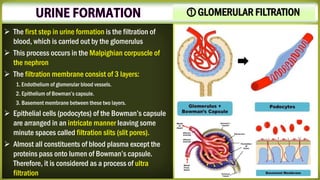 ⓵ GLOMERULAR FILTRATION
➢ The first step in urine formation is the filtration of
blood, which is carried out by the glomerulus
➢ This process occurs in the Malpighian corpuscle of
the nephron
➢ The filtration membrane consist of 3 layers:
1. Endothelium of glomerular blood vessels.
2. Epithelium of Bowman’s capsule.
3. Basement membrane between these two layers.
➢ Epithelial cells (podocytes) of the Bowman’s capsule
are arranged in an intricate manner leaving some
minute spaces called filtration slits (slit pores).
➢ Almost all constituents of blood plasma except the
proteins pass onto lumen of Bowman’s capsule.
Therefore, it is considered as a process of ultra
filtration
 