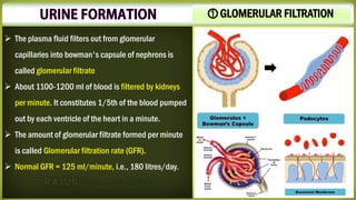 ⓵ GLOMERULAR FILTRATION
➢ The plasma fluid filters out from glomerular
capillaries into bowman's capsule of nephrons is
called glomerular filtrate
➢ About 1100-1200 ml of blood is filtered by kidneys
per minute. It constitutes 1/5th of the blood pumped
out by each ventricle of the heart in a minute.
➢ The amount of glomerular filtrate formed per minute
is called Glomerular filtration rate (GFR).
➢ Normal GFR = 125 ml/minute, i.e., 180 litres/day.
 