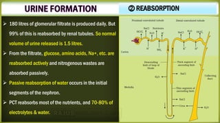 ➢ 180 litres of glomerular filtrate is produced daily. But
99% of this is reabsorbed by renal tubules. So normal
volume of urine released is 1.5 litres.
➢ From the filtrate, glucose, amino acids, Na+, etc. are
reabsorbed actively and nitrogenous wastes are
absorbed passively.
➢ Passive reabsorption of water occurs in the initial
segments of the nephron.
➢ PCT reabsorbs most of the nutrients, and 70-80% of
electrolytes & water.
⓶ REABSORPTION
 