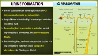 ➢ Simple cuboidal brush border epithelium of PCT
increases surface area for reabsorption.
➢ Loop of Henle maintains high osmolarity of medullary
interstitial fluid.
➢ Descending limb is permeable to water but almost
impermeable to electrolytes. This concentrates the
filtrate.
➢ In Ascending limb, minimum reabsorption occurs. It is
impermeable to water but allows transport of
electrolytes. So, filtrate gets diluted.
⓶ REABSORPTION
 
