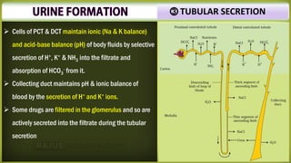 ➢ Cells of PCT & DCT maintain ionic (Na & K balance)
and acid-base balance (pH) of body fluids by selective
secretion of H+, K+ & NH3 into the filtrate and
absorption of HCO3
- from it.
➢ Collecting duct maintains pH & ionic balance of
blood by the secretion of H+ and K+ ions.
➢ Some drugs are filtered in the glomerulus and so are
actively secreted into the filtrate during the tubular
secretion
⓷ TUBULAR SECRETION
 