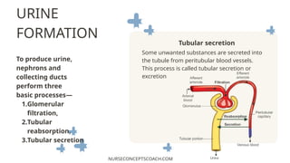 Urinary Secretion Urine formation- physiology lectures ppt | PPTX