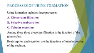 Renal Physiology - Urine Formation.pptx