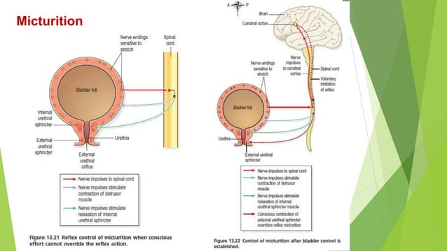 Urine formation and micturition | PPTX | Endocrine and Metabolic ...