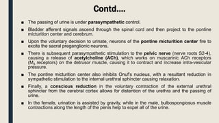 Contd….
■ The passing of urine is under parasympathetic control.
■ Bladder afferent signals ascend through the spinal cord and then project to the pontine
micturition center and cerebrum.
■ Upon the voluntary decision to urinate, neurons of the pontine micturition center fire to
excite the sacral preganglionic neurons.
■ There is subsequent parasympathetic stimulation to the pelvic nerve (nerve roots S2-4),
causing a release of acetylcholine (ACh), which works on muscarinic ACh receptors
(M3 receptors) on the detrusor muscle, causing it to contract and increase intra-vesicular
pressure.
■ The pontine micturition center also inhibits Onuf’s nucleus, with a resultant reduction in
sympathetic stimulation to the internal urethral sphincter causing relaxation.
■ Finally, a conscious reduction in the voluntary contraction of the external urethral
sphincter from the cerebral cortex allows for distention of the urethra and the passing of
urine.
■ In the female, urination is assisted by gravity, while in the male, bulbospongiosus muscle
contractions along the length of the penis help to expel all of the urine.
 