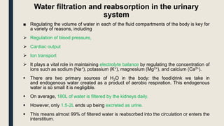 Water filtration and reabsorption in the urinary
system
■ Regulating the volume of water in each of the fluid compartments of the body is key for
a variety of reasons, including
 Regulation of blood pressure,
 Cardiac output
 Ion transport
 It plays a vital role in maintaining electrolyte balance by regulating the concentration of
ions such as sodium (Na+), potassium (K+), magnesium (Mg2+), and calcium (Ca2+).
 There are two primary sources of H2O in the body: the food/drink we take in
and endogenous water created as a product of aerobic respiration. This endogenous
water is so small it is negligible.
 On average, 180L of water is filtered by the kidneys daily.
 However, only 1.5-2L ends up being excreted as urine.
 This means almost 99% of filtered water is reabsorbed into the circulation or enters the
interstitium.
 