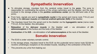 Sympathetic Innervation
■ To stimulate storage, impulses from the cerebral cortex travel to the pons. The pons is
responsible for coordinating the actions of the urinary sphincters and the bladder, and the area
involved in the storage phase is the pontine continence center (on the left-hand side of the
pons).
■ From here, signals are sent to sympathetic nuclei in the spinal cord (nerve roots T10-L2) and
finally to the detrusor muscle and internal urethral sphincter (IUS) of the bladder.
■ The impulses travel from the spinal cord to the bladder via the hypogastric nerve (nerve roots
T10-L2). At the bladder, this stimulates:
• Relaxation of the detrusor muscle in the bladder wall – via stimulation of β3-
adrenoreceptors in the fundus and the body of the bladder.
• Contraction of the IUS – via stimulation of α1-adrenoreceptors at the neck of the bladder.
Somatic Innervation
• The EUS is under voluntary somatic control.
• In the storage phase, impulses travel to the EUS via the pudendal nerve (nerve roots S2-S4) to
nicotinic (cholinergic) receptors on the striated muscle, resulting in the contraction of the EUS.
• This prevents any urine from leaking out.
 