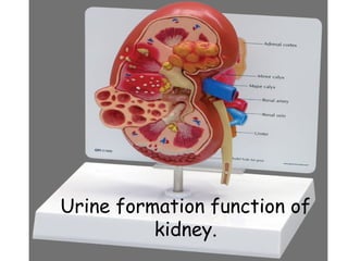 Urine formation function of
kidney.
 