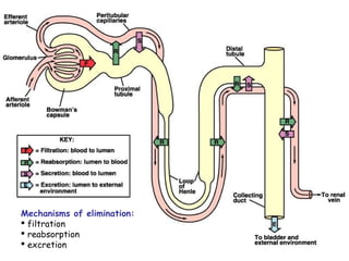 Urine formation function of kidney