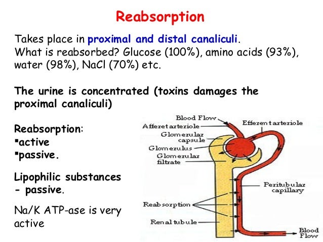 takes cloud formation place how kidney function Urine of formation