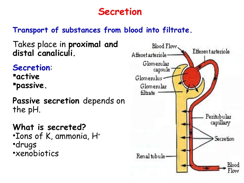 Urine formation function of kidney