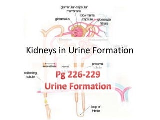 Kidneys in Urine Formation Pg 226-229 Urine Formation 