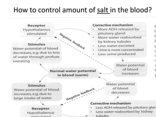 How to control amount of salt in the blood?