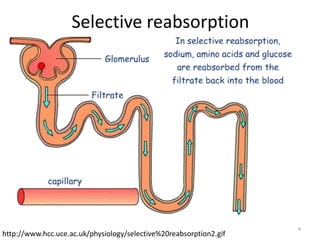 Selective reabsorption4http://www.hcc.uce.ac.uk/physiology/selective%20reabsorption2.gif