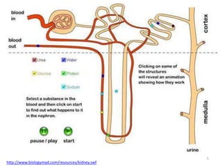 5http://www.biologymad.com/resources/kidney.swf