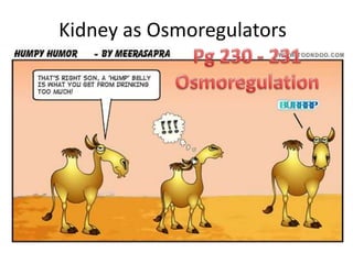 Kidney as OsmoregulatorsPg 230 - 231Osmoregulation