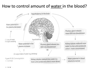How to control amount of water in the blood?