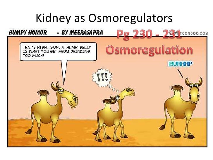 urine formation osmo regulation 6 728