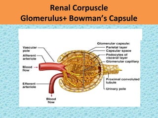 Renal Corpuscle
Glomerulus+ Bowman’s Capsule
 