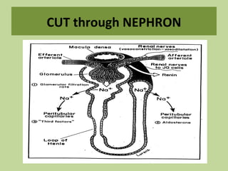 CUT through NEPHRON
 