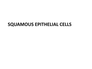 SQUAMOUS EPITHELIAL CELLS