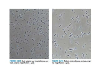 Urine microscopy.ppt