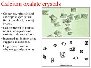 Calcium oxalate crystals
• Colourless, refractile and
envelope shaped (other
forms: dumbbell, peanut)
crystal.
• Can be pr...