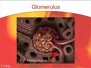 Glomerulus
Efferent arteriole
 
