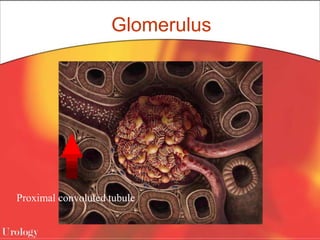 Glomerulus
Proximal convoluted tubule
 