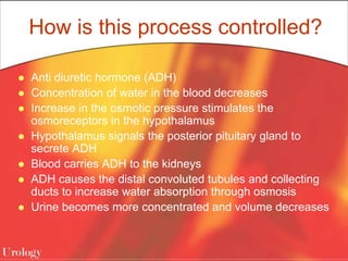 How is this process controlled?
 Anti diuretic hormone (ADH)
 Concentration of water in the blood decreases
 Increase in the osmotic pressure stimulates the
osmoreceptors in the hypothalamus
 Hypothalamus signals the posterior pituitary gland to
secrete ADH
 Blood carries ADH to the kidneys
 ADH causes the distal convoluted tubules and collecting
ducts to increase water absorption through osmosis
 Urine becomes more concentrated and volume decreases
 
