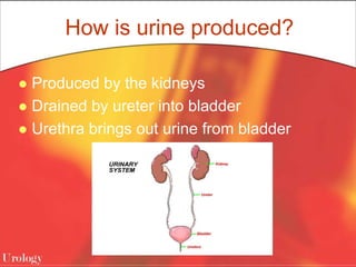 How is urine produced?
 Produced by the kidneys
 Drained by ureter into bladder
 Urethra brings out urine from bladder
 