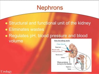 Nephrons
 Structural and functional unit of the kidney
 Eliminates wastes
 Regulates pH, blood pressure and blood
volume
 